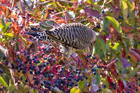 Northern Flicker